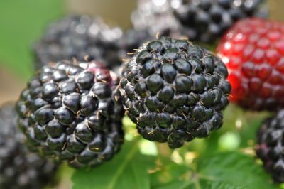 Por qué vale la pena cultivar frambuesas negras en el jardín.