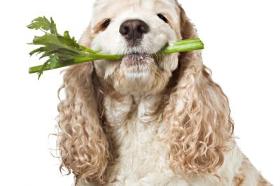 Apio en tazones de comida para perros