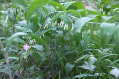 Plátano Ribwort como aditivo alimentario para conejos