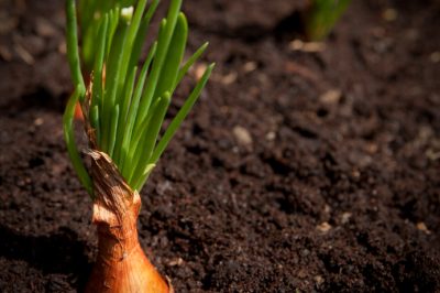 Plantar cebollas: así es como tiene éxito el cultivo de cebollas