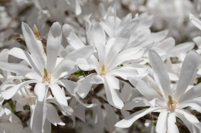 Suelo y Co., ubicación, Plantación de magnolia estrella: tiempo de plantación