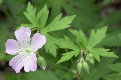 Cranesbill: hojas a menudo con un color otoñal distintivo