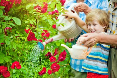 Rosas arbustivas: ¡vitales y florecientes con este cuidado!