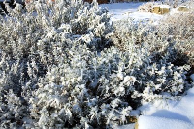 Cómo invernar el arbusto Veronica en el jardín o en la casa.