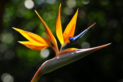 ¿Cuándo comienza la época de floración de la Strelitzia?