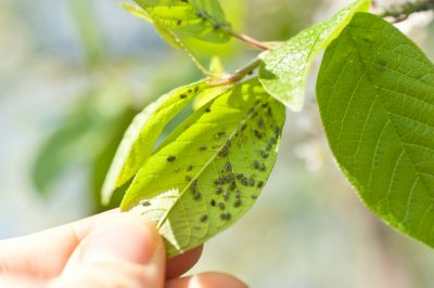 Consejos para cuidar la flor eterna