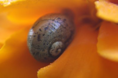 Ayudante natural contra los caracoles, La caléndula