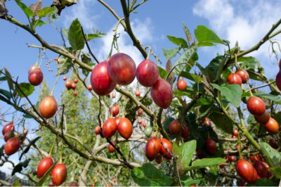 Coloque el tamarillo en un lugar libre de heladas durante el invierno.