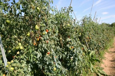 Plantar tomates al aire libre: así es como funciona en un jardín de pasatiempos