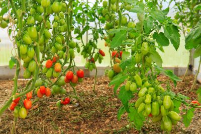 Vitaminas del invernadero de tomates en el balcón.