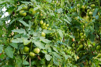 ¿Cómo se puede estimular el crecimiento de tomates grandes?