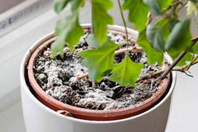 Romper los tomates correctamente: el truco con la torcedura