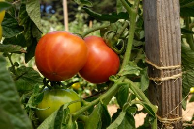 Alte Tomatensorten erobern den modernen Nutzgarten