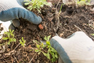 ¿Son resistentes los tomates?