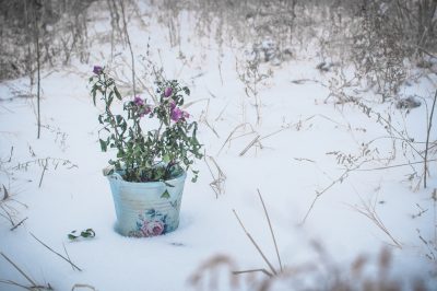 ¿Cómo debo invernar mis rosas en macetas?