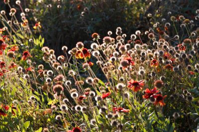 Corazón sangrante: ¿cuándo es el mejor momento para plantar?