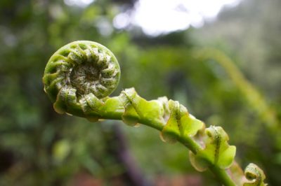 Corazón sangrante: cómo elegir la ubicación óptima para la exótica planta perenne