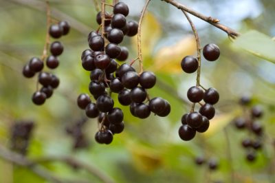 Así es como puedes reconocer la hoja de la cereza de pájaro.