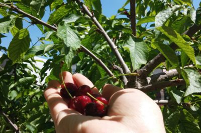 ¿La cereza de pájaro es comestible o venenosa?