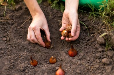 ¿Cuándo es el momento de plantar los bulbos de tulipán?