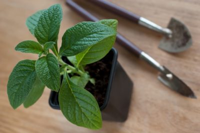 Plante la flor de vainilla correctamente para un crecimiento magnífico