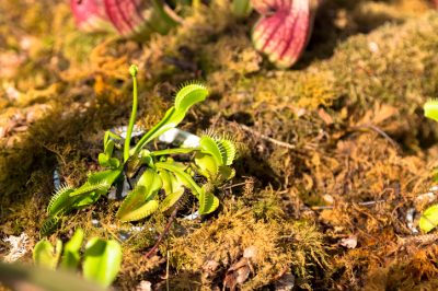 Mejor corta la flor de la Venus atrapamoscas