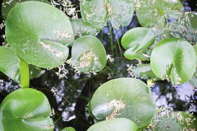 Nenúfar: especímenes nativos y tropicales hibernan