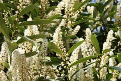 ¿Qué tan rápido crece el laurel cereza?