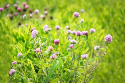 Trébol de pradera de plantas medicinales y útiles: un perfil