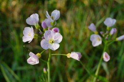 The meadowfoam - un perfil