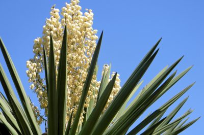 Flores de palma de yuca según la especie.