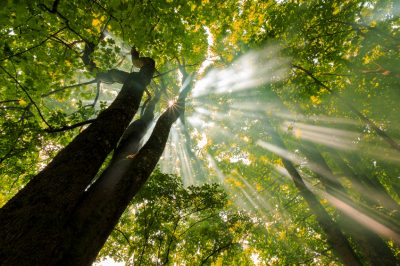 ¿Qué temperatura es óptima para la palma de yuca?