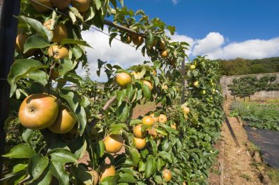 Consejos para usar crabapple