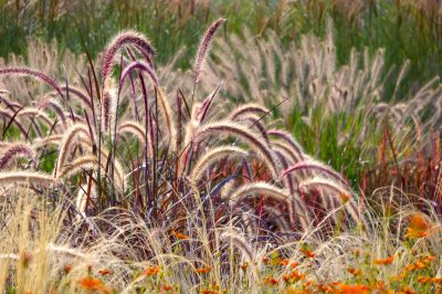 Con qué y cuándo?, pero ¿cómo, Fertilizar las gramíneas ornamentales