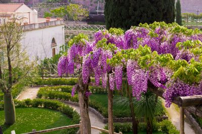 Cómo cortar una hierba ornamental