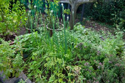 Cuidar adecuadamente el tomillo limón: así es como triunfa la planta herbal