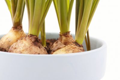 Causas de las hojas marrones de la palmera datilera enana