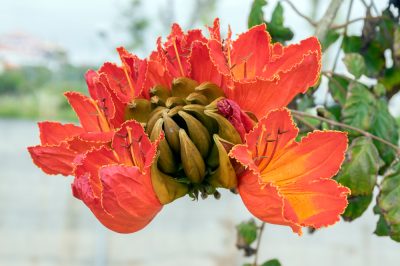 El tulipán africano y trucos para un cuidado adecuado