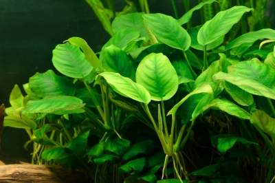 Plantar anubias: así es como encuentran su lugar