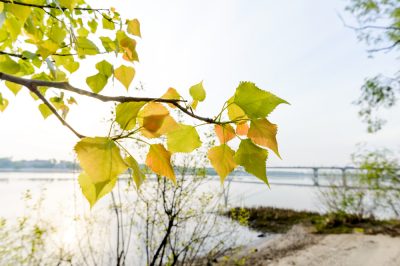 Ideal para lugares húmedos: árboles que necesitan mucha agua