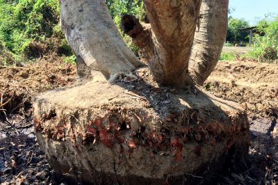 Trasplante de plantas de balcón a la perfección: instrucciones para principiantes