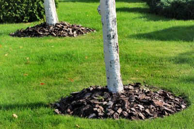 Acolchado de la rejilla del árbol: cómo hacerlo bien