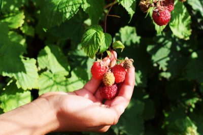 Plante bayas y así proporcione su propia merienda de frutas.