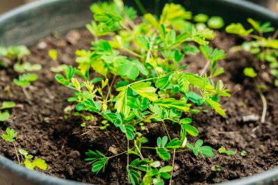 ¿Puedo cultivar una glicina yo mismo como bonsai?