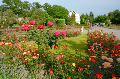 Blühende Sträucher als dekorativer Sichtschutz im Garten