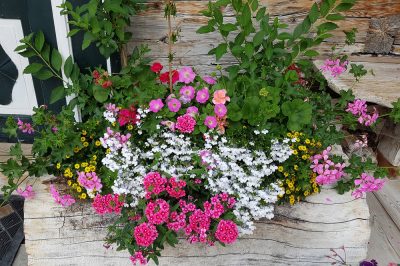 Una hermosa cama de flores para el balcón: esto es a lo que debe prestar atención al planificar