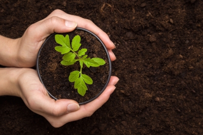 ¿La tierra para macetas es adecuada para cultivar tomates?