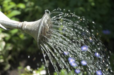 ¿Qué flores son resistentes en el jardín? a especies resistentes a las heladas