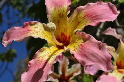 ¿Cómo encuentran espacio las jardineras en un techo inclinado?