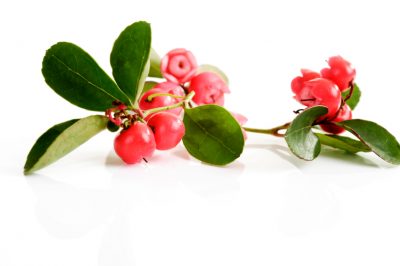 Cómo preparar una caja de flores para el invierno y trucos